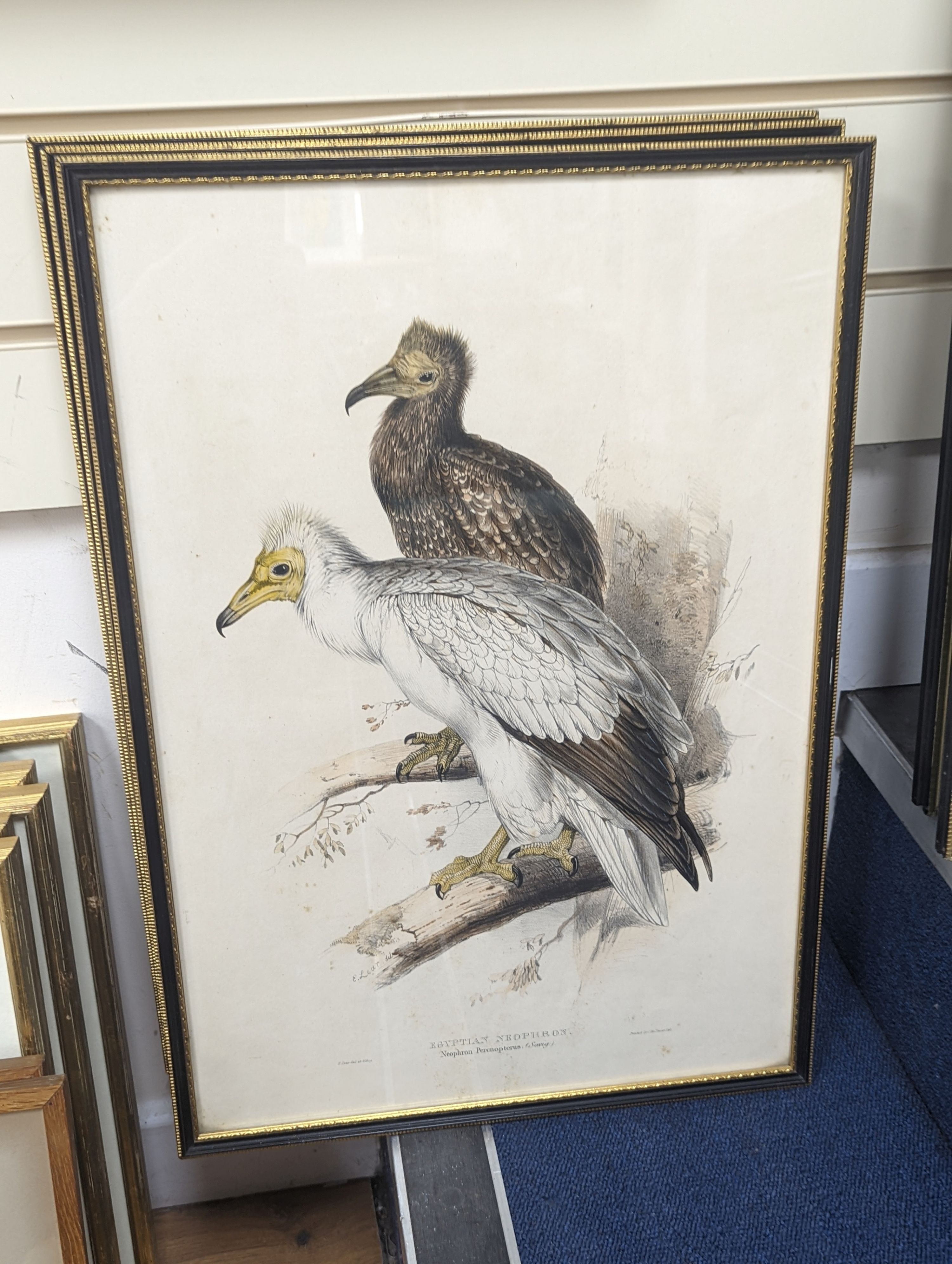 A group of assorted ornithological prints including three lithographs after Edward Lear, largest 52 x 36cm